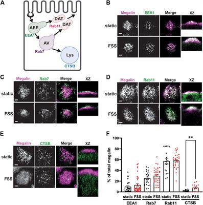 Fluid shear stress-induced changes in megalin trafficking enhance endocytic capacity in proximal tubule cells